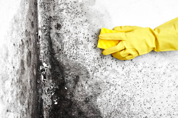 Best Fast Mold Removal  in San Carlos Park, FL