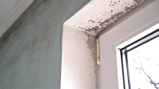 Attic Mold Removal in San Carlos Park, FL
