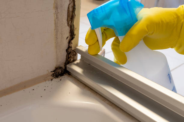Best Mold Cleaning Services  in San Carlos Park, FL