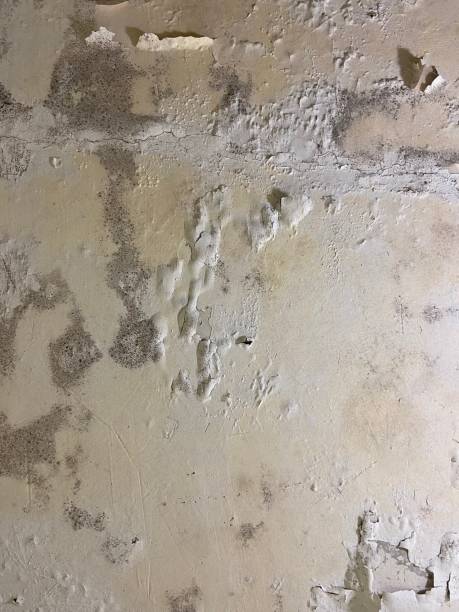 Best Emergency Mold Removal  in San Carlos Park, FL