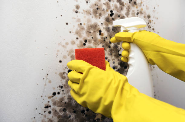 Best Commercial Mold Removal  in San Carlos Park, FL