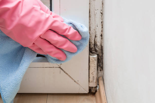 Best Same-Day Mold Removal  in San Carlos Park, FL